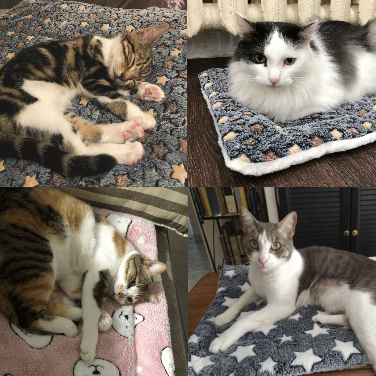 🔥Cosy Calming Cat Blanket