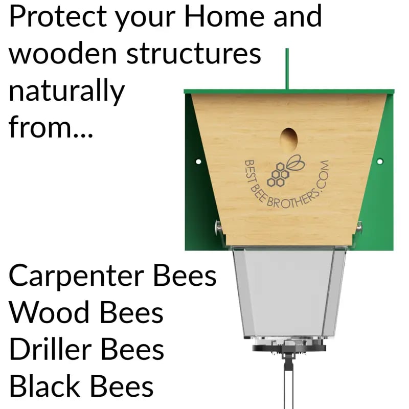 🐝 Ultimate Pro Carpenter Bee Trap – 2-in-1 Protection